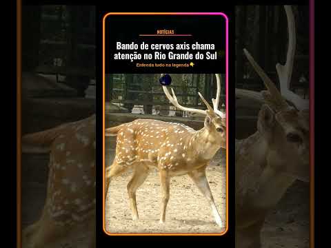 Bando de cervos axis chama atenção no Rio Grande do Sul #Shorts