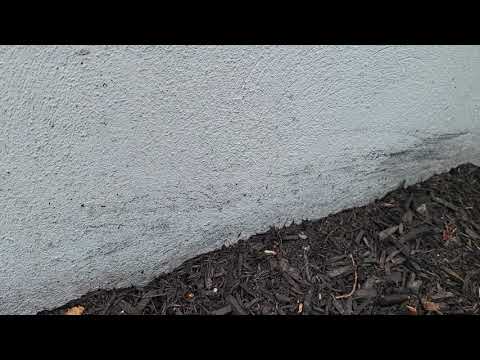 Ants Trailing from the Mulch Beds to the Living Room