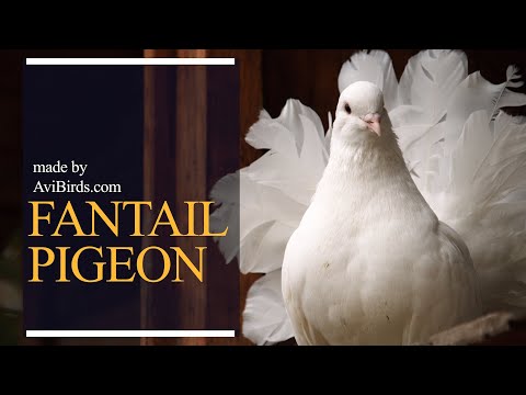 , title : 'Fantail Pigeon'
