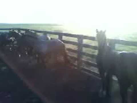 LAURINDO  DO ITAPORORÓ COM AS EGUAS NA MANGUEIRA