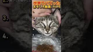 【俺の厳選】世界でバズった動画集🐾Part23