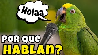 ⚠️ ¿POR QUE HABLAN LOS LOROS? ¡¡DESCUBRELO!!