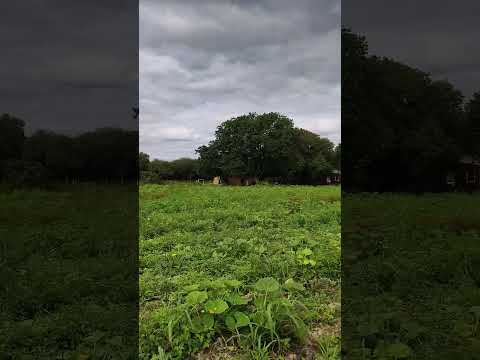 Chacra en Buey Rodeo, departamento Silípica. Santiago del Estero.