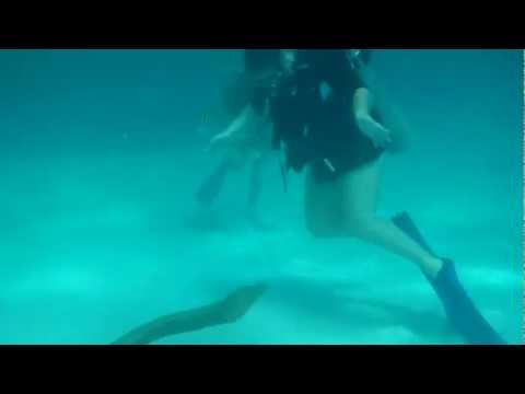 Moray eel at Stingray City
