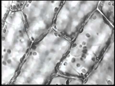 Могут ли растения слышать музыку?