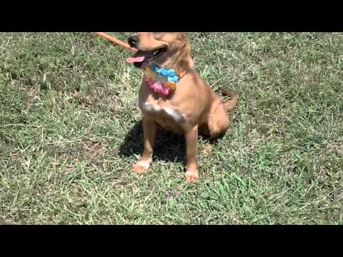 Jordan PA, an adopted Cattle Dog & Beagle Mix in Lytle, TX_image-1