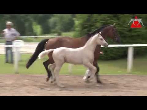 69 Mr. Pale HF v. FS Mr. Right - Lissaro v.d.H.