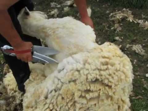 Blade Shearing with the new Watson Shears