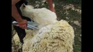 Blade Shearing with the new Watson Shears