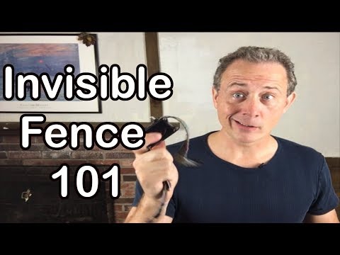 YouTube video about: How close can a dog get to an invisible fence?