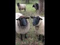 Black And White Sheep