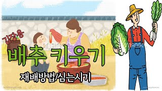 김장용배추정식, 김장용배추 재배방법, 심는시기, 침지방법까지!!