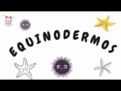 Equinodermos: Animais invertebrados | Reino Animal  | Ciências  | Hora de Estudar
