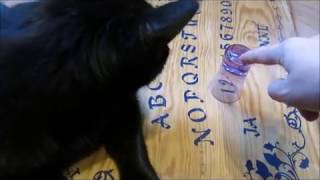 Tábua Ouija Para Gatos =^.^=