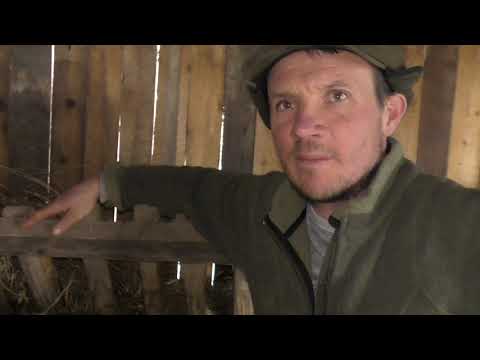 Cresa de miei si purcei din ferma familie Claudiu Victor Moga!