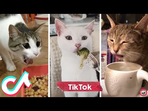 Funny Cats Reaction To Food And Bad Smells 🙀 Cats React To Spicy Food