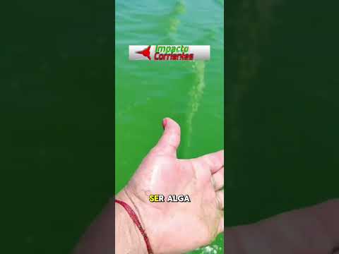 Santa Ana entre Ríos con agua verde hoy #microbacterias