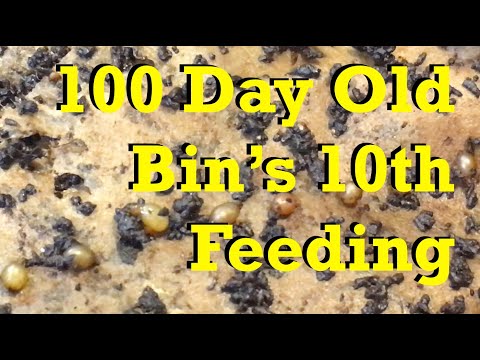 10th feeding for 100-day old red wiggler worm bin - vermicomposting