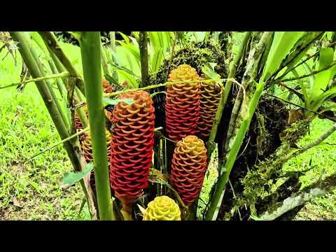 img-video