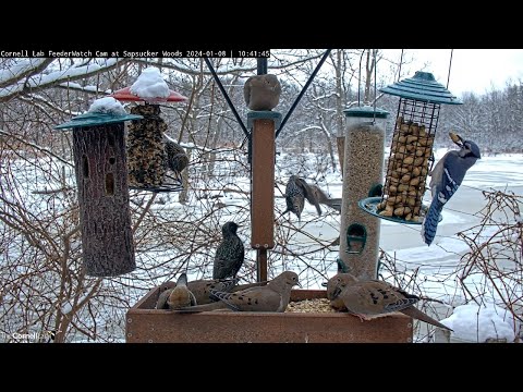 Winter Weather Brings A Full House To The Cornell Feeders! – Jan. 8, 2024