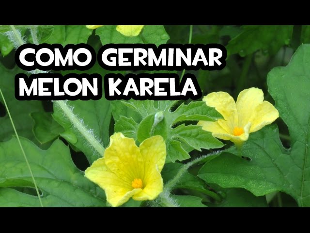 Germinación del Melón Karela: Un placer para el huerto