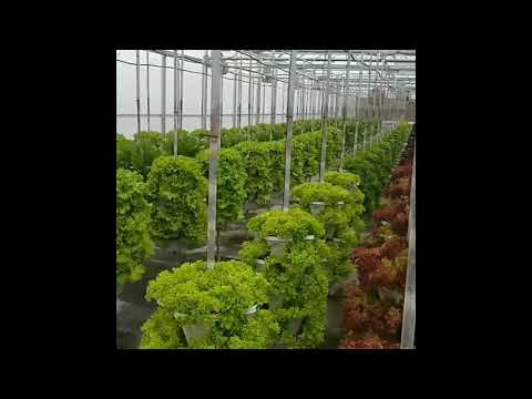 Mr Stacky GreenHouse Vertical Tower Farm Hydroponic Lettuce Set-up