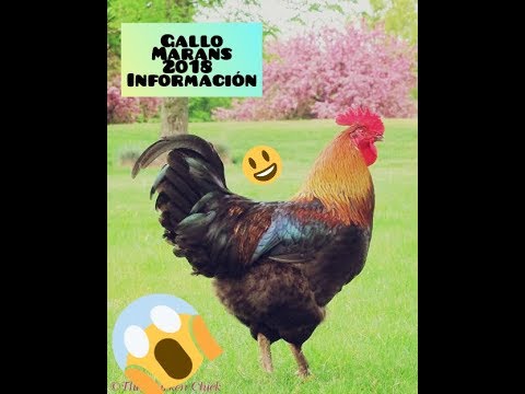 , title : 'gallo Marans 2018 información'