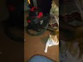 A VERY Happy Sight No Hissing Chasing Swatting Just Peace