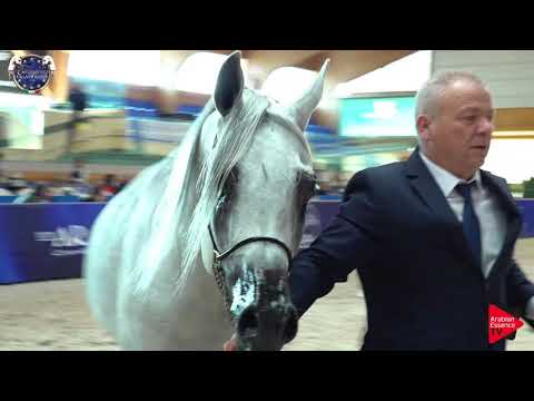 N.114 POMIAN - European Championship 2019 - 7-9 Years Old Stallions (Class 14)