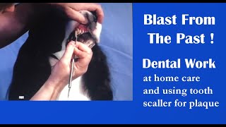 Dog Dental Care and How-To Use a Tooth Scaler