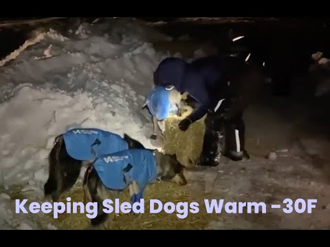 Chistochina Checkpoint: How to Care for Sled Dogs During Long Distance Races