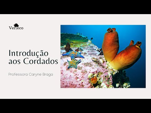 Introdução aos Cordados parte I