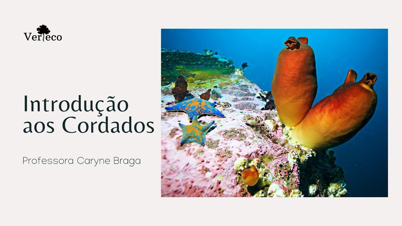 Introdução aos Cordados parte I