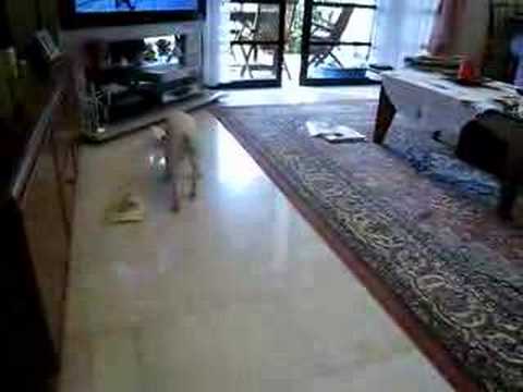 What kennel cough sounds like