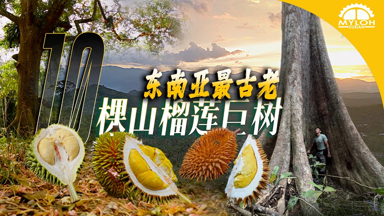 10棵马来西亚彭亨红花山榴梿巨树完整揭秘！250年传奇巨大古树榴梿