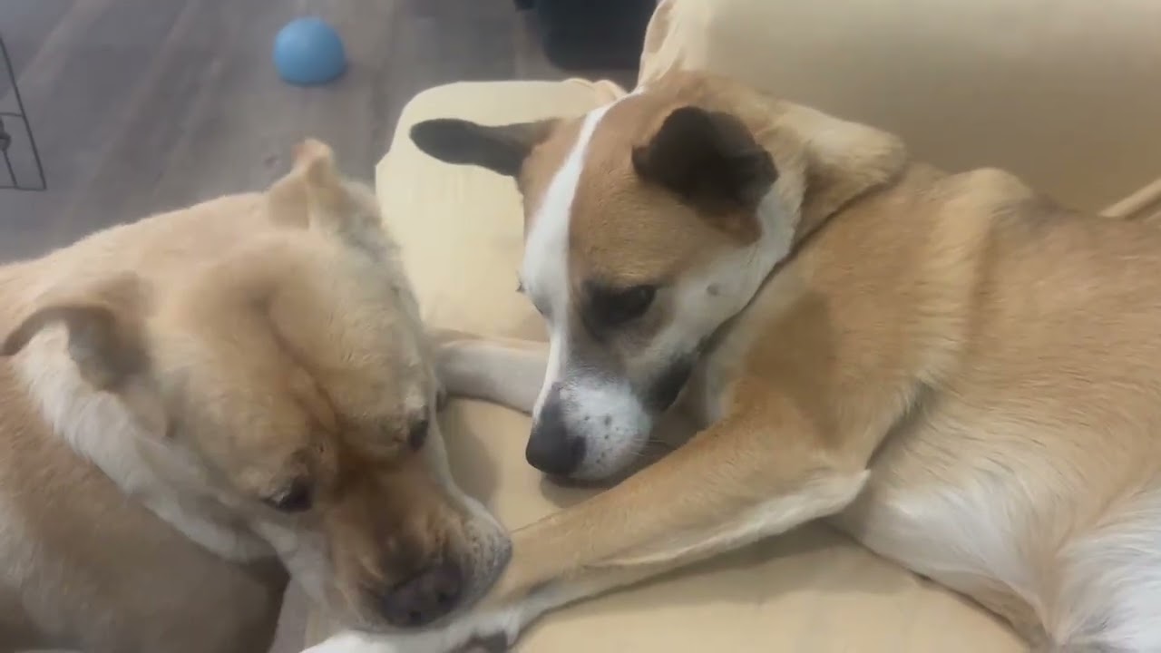 Enlarge Lady, a Adoptable mixed breed in Youngsville, NC video 4/4