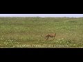 Cheetah Hunting Gazelle Wild Opera