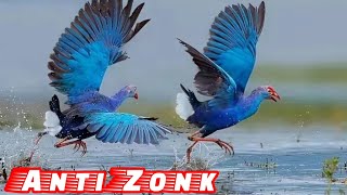 Download lagu #Pikat Suara Burung Mandar Biru Tanpa Jeda Cocok Buat Nyanggong‼️ mp3