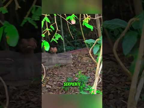 Fueron sorprendidos por una Serpiente Enorme 😱🤯 #animals #animal #shorts #viralshorts
