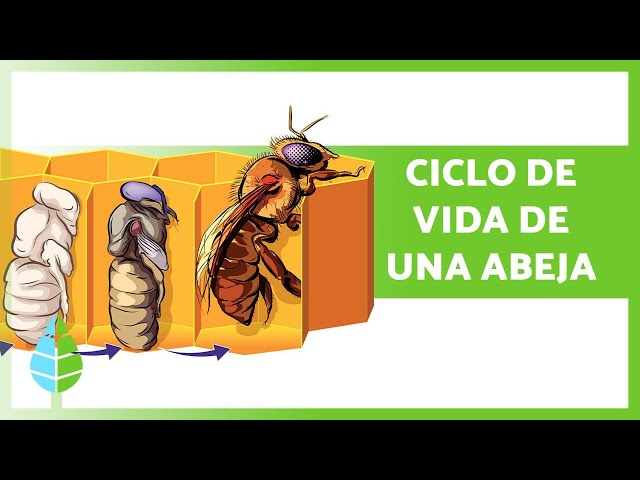 Vídeo relacionado con JZK 2 Juegos Figuras etapas Ciclo Vida de una Abeja y Mariposa, Ciclo Vida Abeja, Modelos Ciclo Vida Mariposa, Juguetes Ciclo Vida Insectos, Juguetes educativos tempranos, Set ciclos Vida Animales