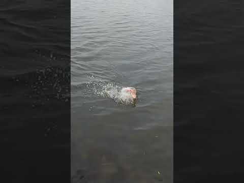 Nice to be out ❤️❤️🎣🎣 #pike #fishing #pikefishing #jackpike