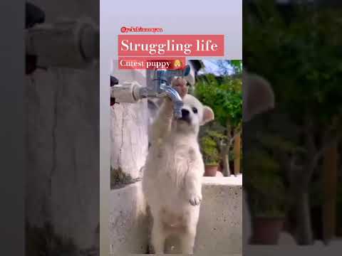 cute puppy's 🐶 #dog lovers#puppy lovers