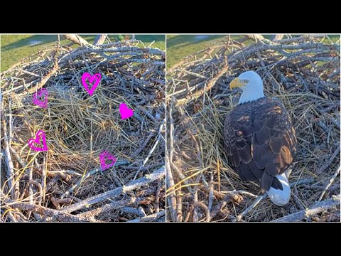 SWFL Eagles ~ M15 & F23 Create A Nest Cup & Both Test Out The Nest! 💕💕 10.24.25