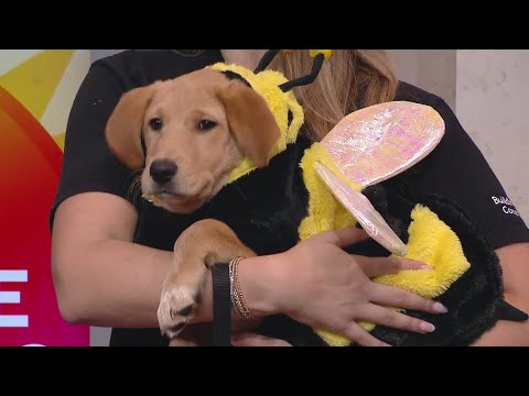 Halloween Happenings With PAWS Chicago - YouTube