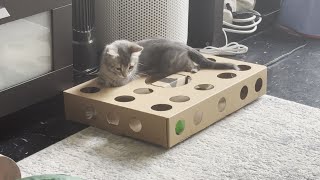 Cat Toy Box