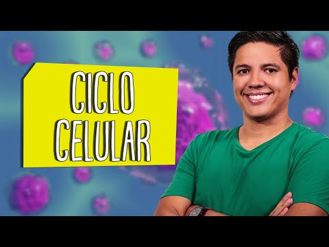 INTERFASE - CICLO CELULAR - Prof. Kennedy Ramos