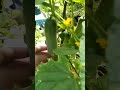 KENALI POKOK SAYANGI POKOK: KELADI PINANG