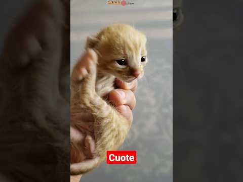 قط صغير يريد امه #cute