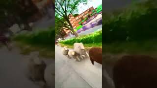 【牛の大暴走】○娘ｗｗｗｗｗｗ