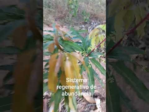 #sistemasagroflorestais mangá Palmer dentro do sistema saf em Cidelândia Maranhão